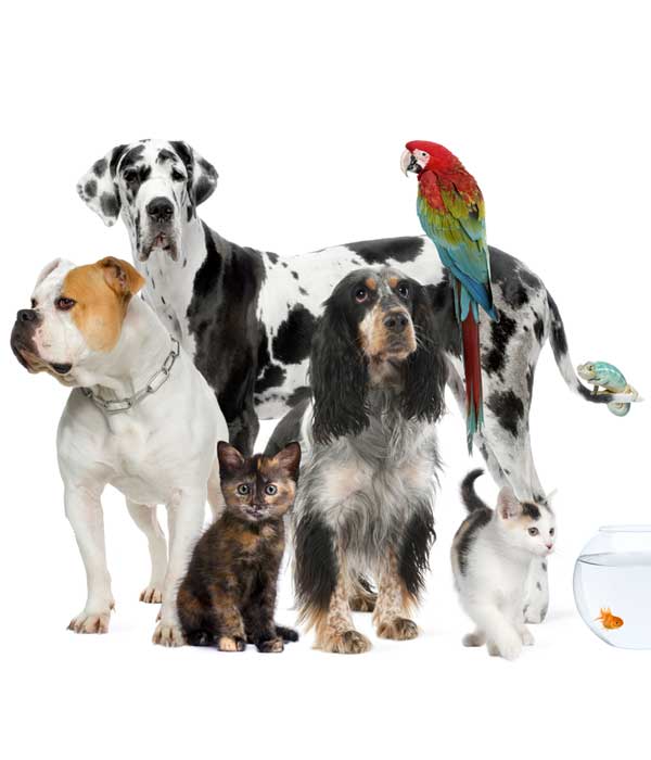 variety of pets - dogs, cats, birds