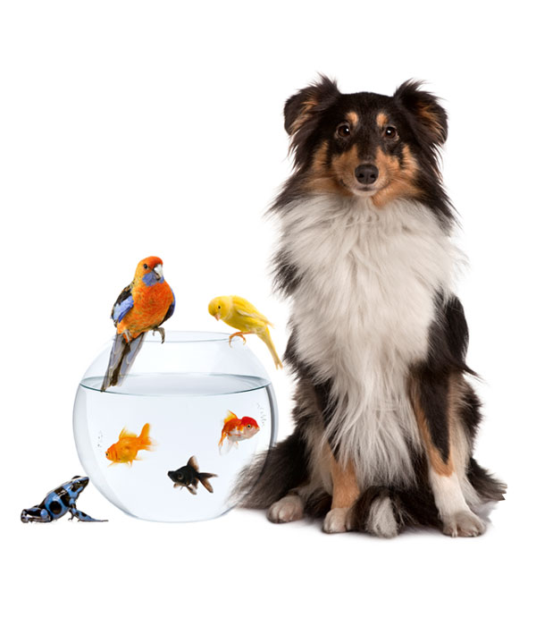 variety of pets dogs, fish, birds